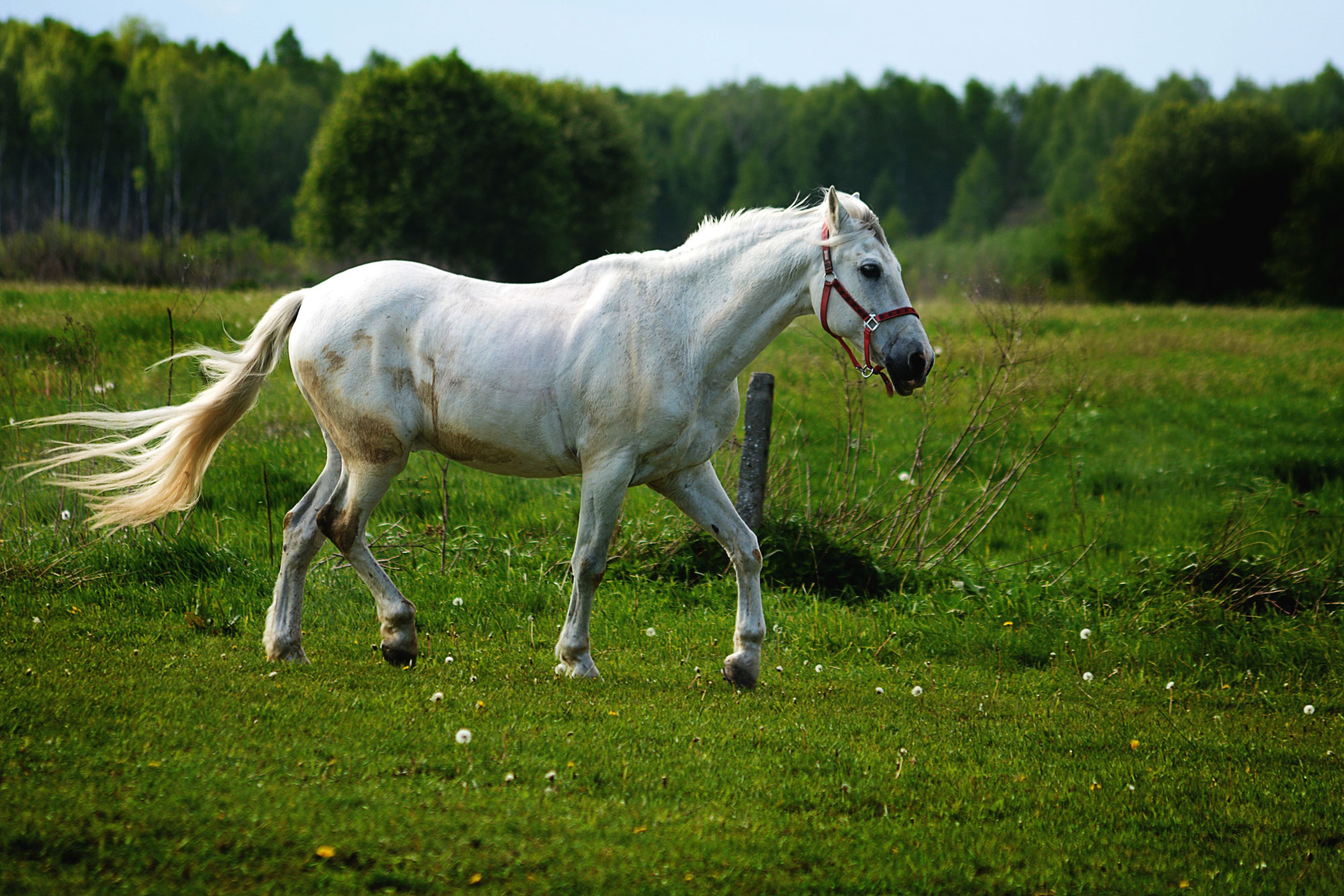 Our Outpatient Programs: Equine-Assisted Psychotherapy